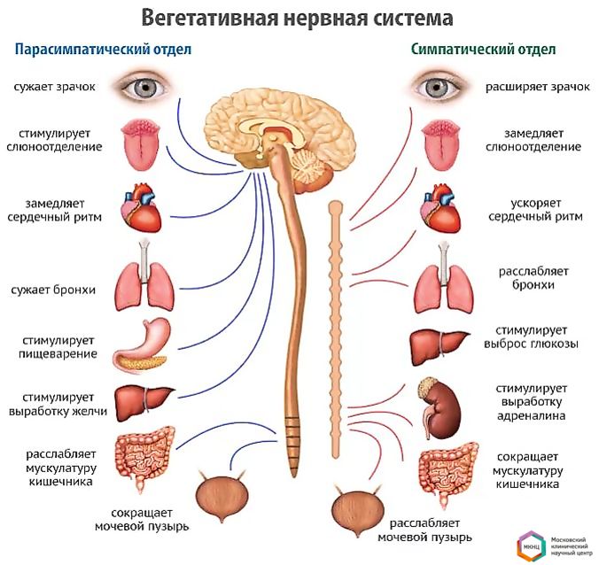 Лекция по теме Заболевания вегетативной нервной системы